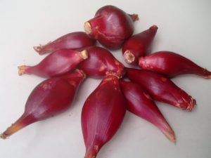 Manfaat Bawang Dayak - Bawang Tiwai