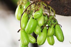 Manfaat Belimbing Wuluh