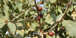 Ragam Manfaat Manjakani