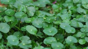 Tanaman Pegagan (Antanan)